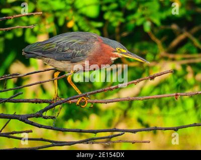 Green Heron Stalking Fish: A green heron bird perched on a narrow stem watches the water below as it fishes on a summer day Stock Photo