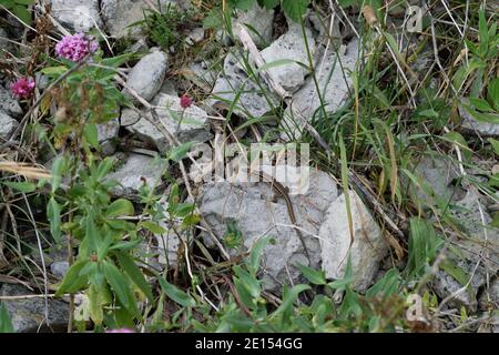 Common Wall Lizard Hiding Among the Rocks and Plants on the Isle of Portland, Dorset Stock Photo