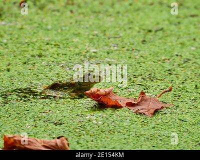 Frog in a Pond: A Bullfrog sits mostly visible in a pond with a blooming duckweed growth and some fall leaves sitting on top of the duckweed and water Stock Photo