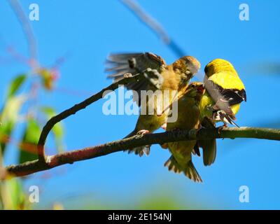 Goldfinch Bird Feeds Babies: A father American goldfinch bird feeds a hungry finch baby while the other one fights for food by jumping and flying over Stock Photo