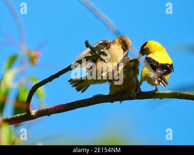 Goldfinch Bird Feeds Babies: A father American goldfinch bird feeds a hungry finch baby while the other one fights for food by jumping and flying over Stock Photo