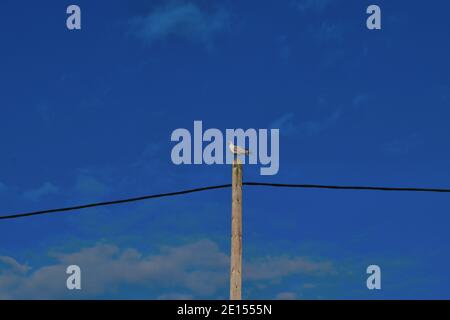 Seagull on Telephone Pole Against Blue Sky Stock Photo