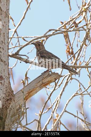 Mistle Thrush (Turdus viscivorus deichleri) adult perched in tree  Atlas Mountains, Morocco          April Stock Photo