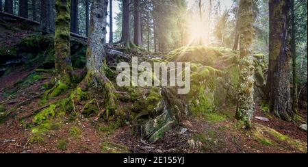 Sunshine through the pine trunks in a mossy forest in Norway. Stock Photo