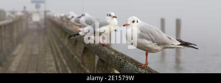 White-grey colored seagulls  (Chroicocephalus ridibundus, also known as black headed gull) sitting on the handrail of a jetty. Panorama format. Stock Photo