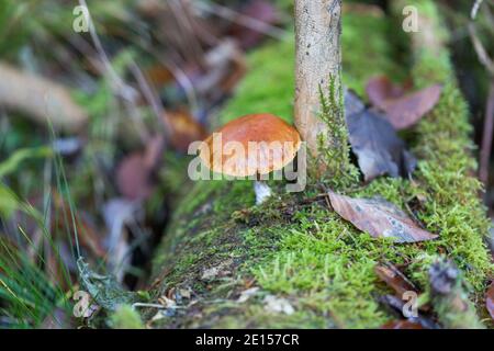 Tiny mushroom with brown cap growing on a moss-covered tree stump. In an bavarian forest. Stock Photo