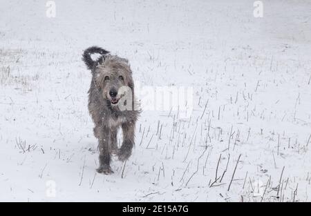 Large gray Irish wolfhound runs in the snow.