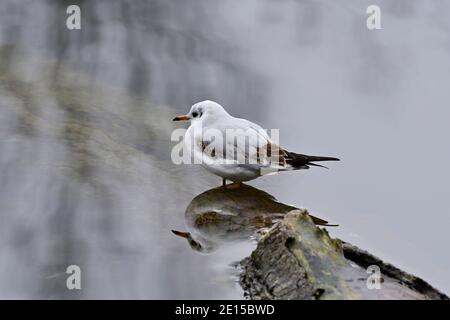 Vienna, Austria. Black-headed gull (Larus ridibundus) in winter plumage at the Floridsdorf water pond Stock Photo