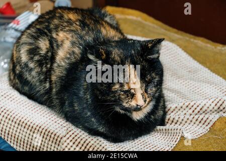 Ginger cat sleeping on a chair Stock Photo