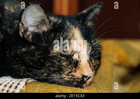 Ginger cat sleeping on a chair Stock Photo