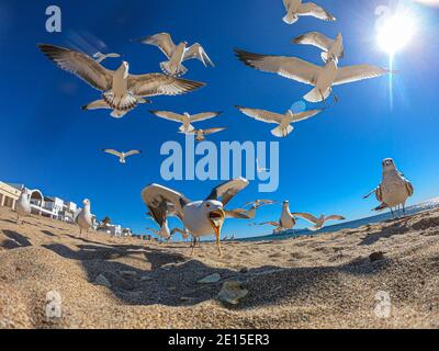 Seagulls flying and feeding on the sand on the shore of Bahia de Kino beach, a tourist destination in the Gulf of California or Sea of Cortez in the s Stock Photo