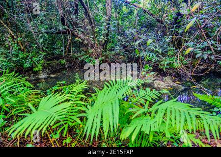 Small forest stream flows through dense tropical vegetation and ferns Stock Photo