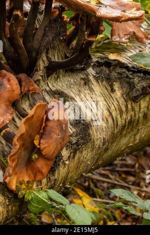 Exploding Tree's Bark Intimate landscape with bark fungi exploding out of a rotting tree on ...