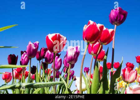 Red tulips against blue sky Stock Photo