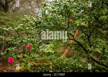 Camellia x Williamsii ‘ George Blandford’, natural plant portrait with out of focus background Stock Photo