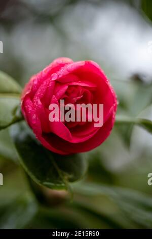 Camellia x Williamsii ‘ George Blandford’, natural plant portrait with out of focus background Stock Photo