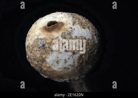 The Winter Stalkball (Tulostoma brumale) is an inedible mushroom , stacked macro photo Stock Photo
