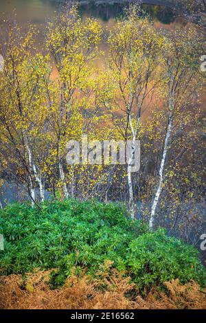 Glencoe, Scotland: Autumn birch, rhododendron and bracken ferns above Loch Leven Stock Photo