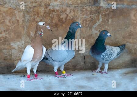 Three domestic pigeons, one of them has an earring. Pigeons have ring on their feet showing their information Stock Photo