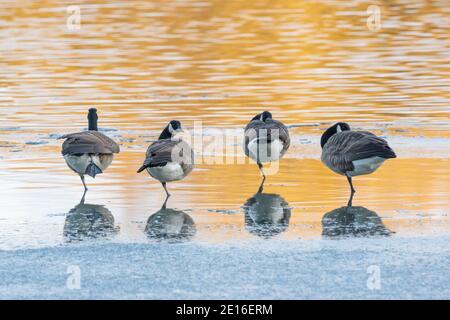 Four Canada Geese standing on one leg on a partly frozen lake during a cold January, England UK. Stock Photo