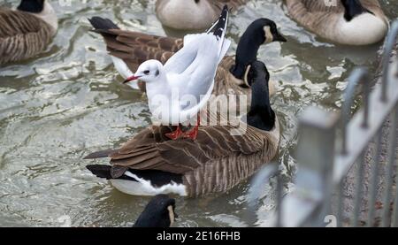 Black-headed gull (Chroicocephalus ridibundus) in winter plumage, standing on top of a Canada goose in a pond, Warwickshire, UK. Stock Photo