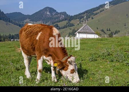 Cow Grazes In Front Of The Small Mountain Chapel St. Leonhard On A Meadow In The Upper Sudelfeld Stock Photo