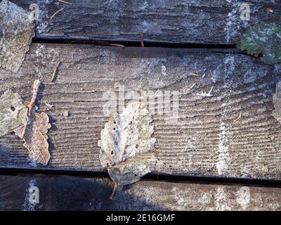 Frosty Morning - A walk on the Olympic Discovery Trail, near Railroad Bridge Park, and the frost is thick. Stock Photo