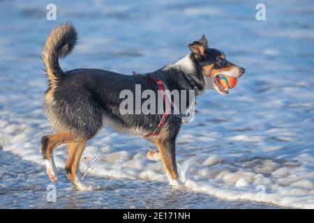 Tri-coloured Border Collie Dog (Canis lupus familiaris). Profile. Exercise, Retrieving a thrown ball from the sea, on a Norfolk beach. Happisburgh. Stock Photo