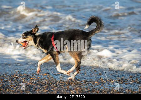Tri-coloured Border Collie Dog (Canis familiaris). Domestic animal, pet, companion, shepherding breed. Fetching, carrying ball in mouth. Sea side. Stock Photo