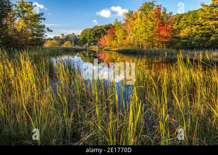 Autumn Wilderness Wetlands Background. Vibrant autumn colors and forest surround a protected wetlands in Ludington State Park of Michigan. Stock Photo