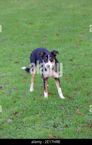 Tri-coloured Border Collie Dog (Canis lupus familiaris). Domestic animal, pet, companion, working, shepherding breed. Standing. Facing front. Eye cont. Stock Photo