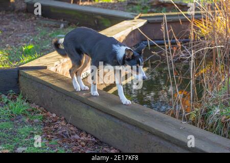 Tri-coloured Border Collie Dog (Canis lupus familiaris). Domestic  pet, companion, working, shepherding breed. Walkng on a plank around a garden pond.