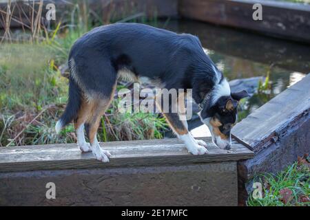 Tri-coloured Border Collie Dog (Canis lupus familiaris). Domestic animal, pet, companion, working, shepherding breed. Standing on a plank. Stock Photo