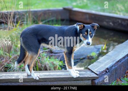 Tri-coloured Border Collie Dog (Canis lupus familiaris). Domestic animal, pet, companion, working, shepherding breed. Standing on a plank.