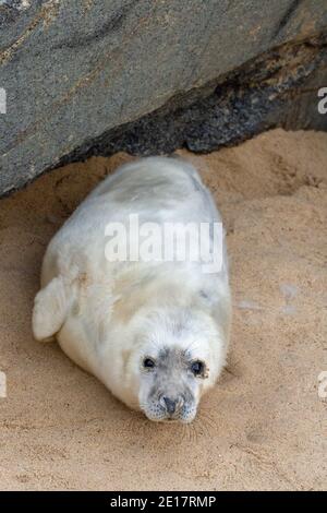 Grey Seal (Halichoerus grypus). White coated, pup, resting, lying, head raised, on Waxham beach. Norfolk. Sheltering behind imported granite boulder. Stock Photo