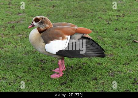 This pale brown and grey goose has dark eye-patch. It was introduced as ornamental wildfowl but escaped to the wild and is now breeding in feral state Stock Photo