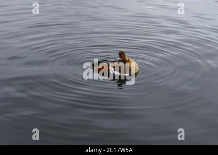 Egyptian goose floating in water The distinctive small geese are members of the shelduck family and have iconic chestnut patches encircling their eyes Stock Photo