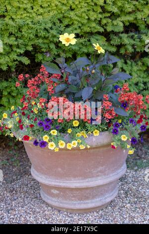 Summer flowering garden plants seen in a clay pot. Stock Photo