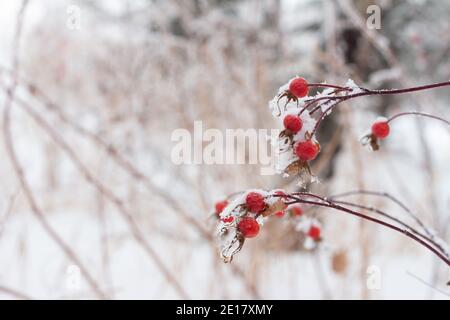 Frost covered red rose hip berries in snow covered landscape Stock Photo