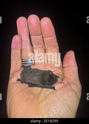 Common Pipistrelle Bat (Pipistrellus pipistrellus) in the hands of biologist, Baden-Wuerttemberg, Germany Stock Photo