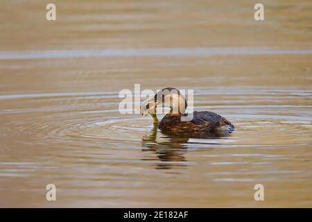 Little Grebe (Tachybaptus ruficollis) adult swimming with fish in bill, Hesse, Germany Stock Photo