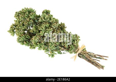 Dried oregano bouquet isolated on white background. Stock Photo