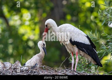White Stork (Ciconia ciconia) adult snuggling tenderly its chick with bill on nest, Baden-Wuerttemberg, Germany Stock Photo