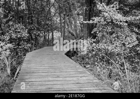 Around The Bend. Black and white boardwalk path curves through a forest landscape. Stock Photo