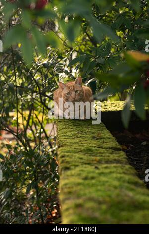 Ronald the Cat Lying on Wall Surrounded By Leaves Stock Photo