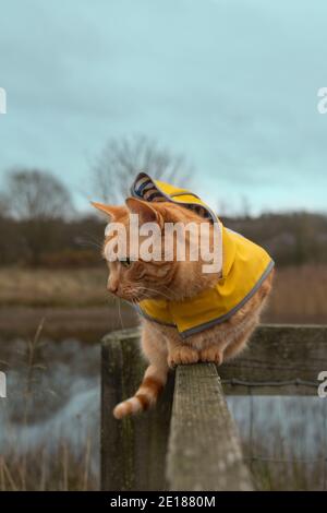 Ronald the Cat on Fence Wearing Yellow Jacket Stock Photo