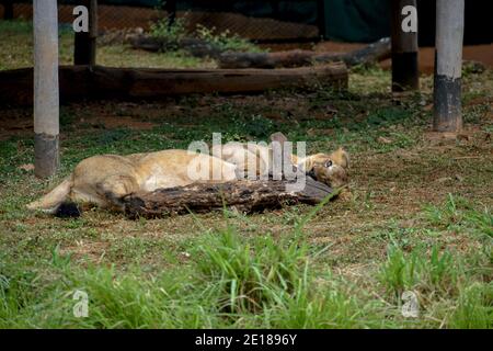 An asian female lion laying on the ground holding a wooden tree branch. Stock Photo