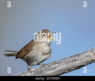 A house wren sings his spring song in Wyoming. Stock Photo