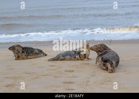 Grey Seals (HalIichoerus grypus), Three hauled out on Waxham, beach, Norfolk. Two bulls anticipating time of cow, centre, oestrous condition to mate. Stock Photo