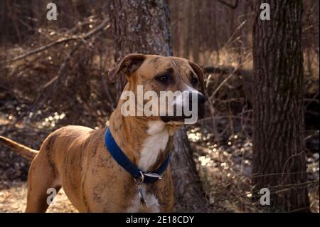 A happy brindle pit bull wearing a blue collar waits for her people at the edge of the woods. Stock Photo